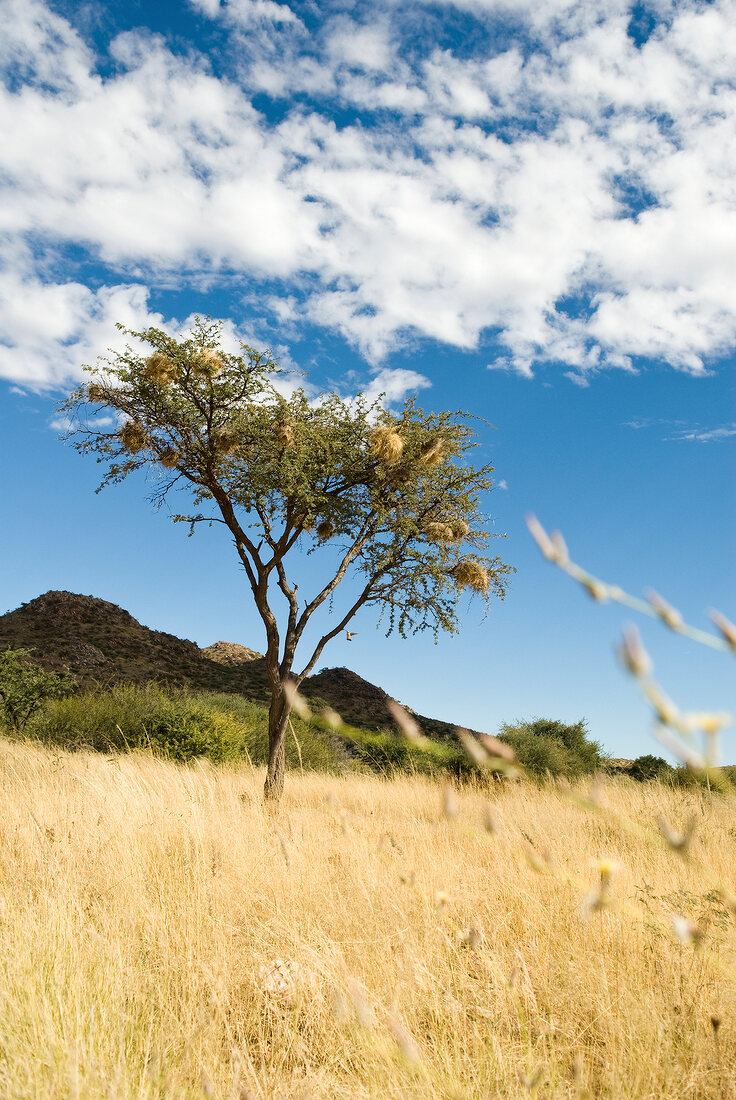 Namibia, Spreetshoogte-Pass, Hängenester in einem Baum