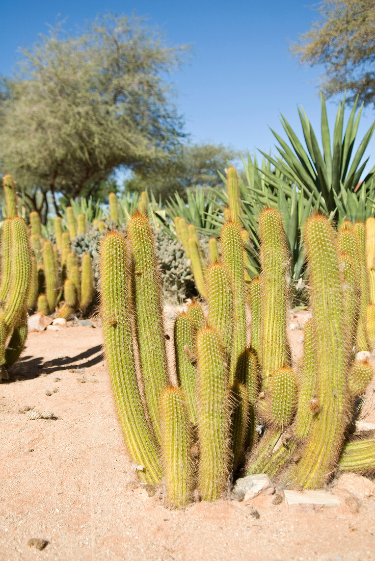 Namibia, Solitaire, Kaktus, X 