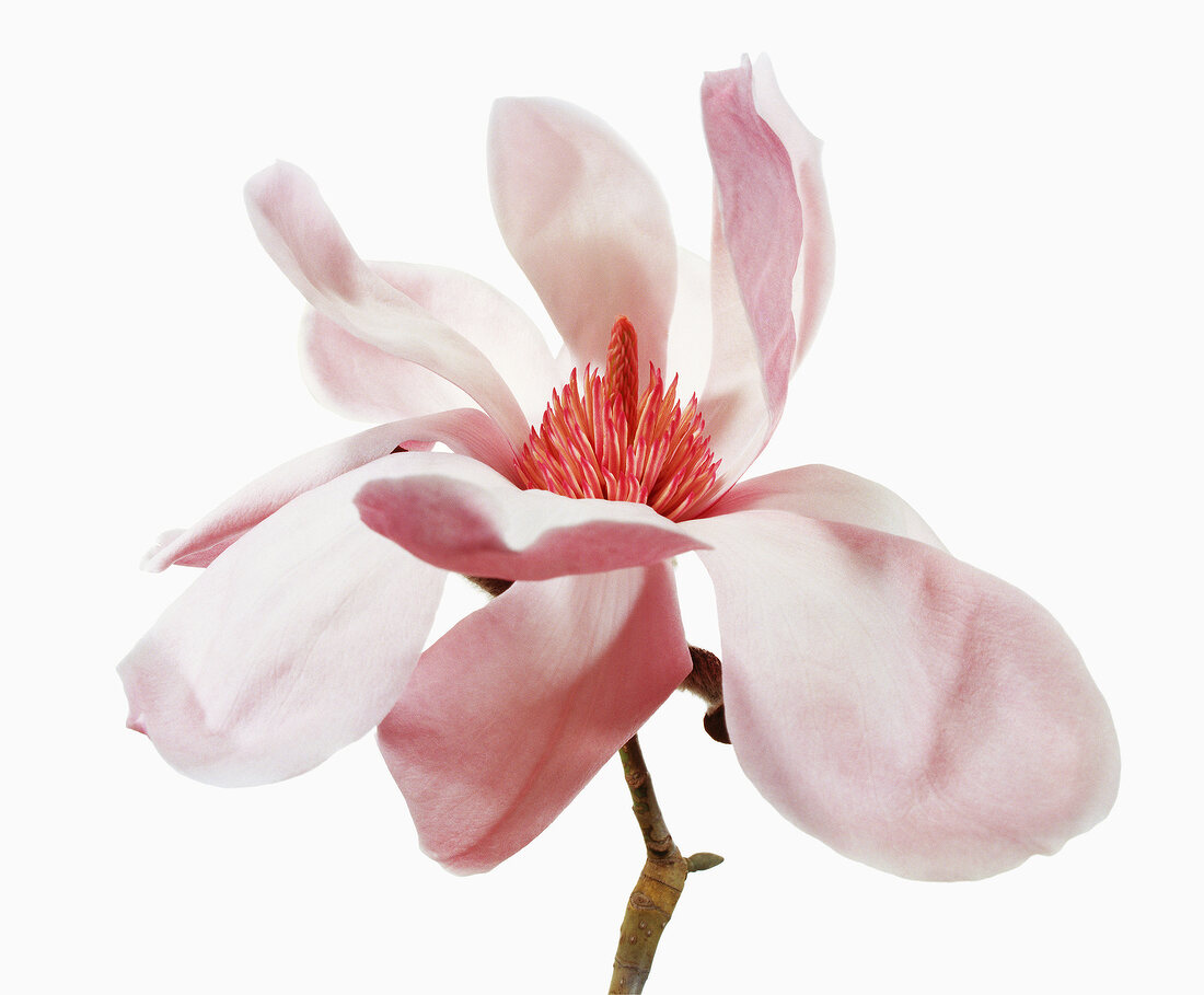 Close-up of magnolia sprengeri on white background