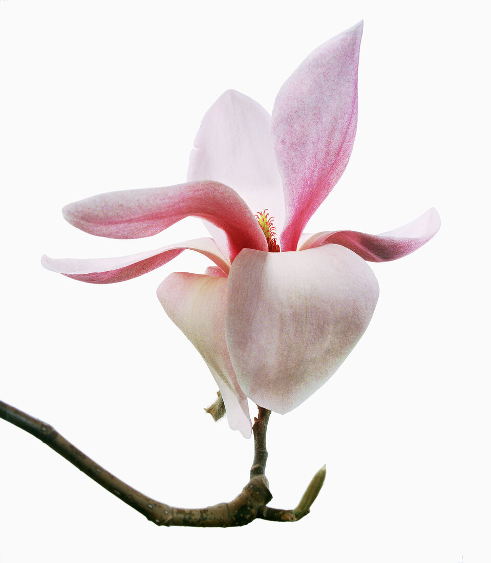 Close-up of anne rosse flower on white background