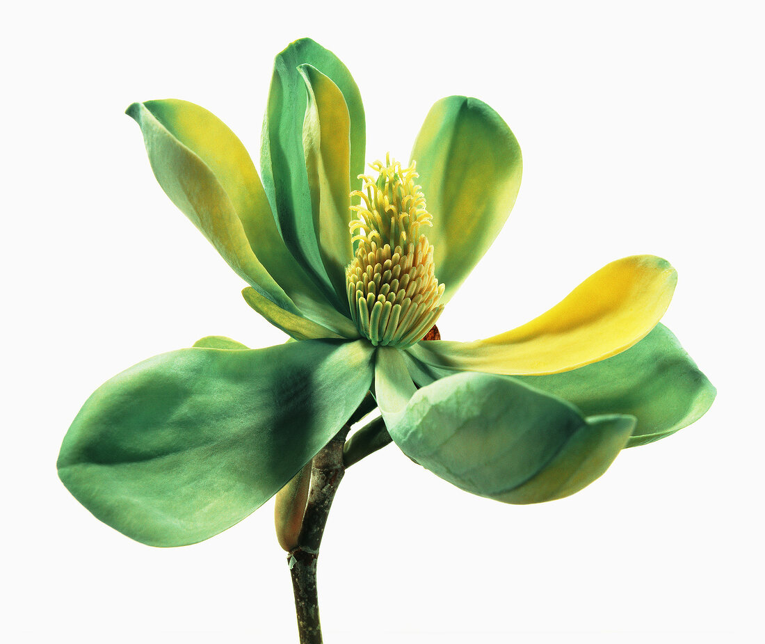 Close-up of moegi dori yellow and green flower