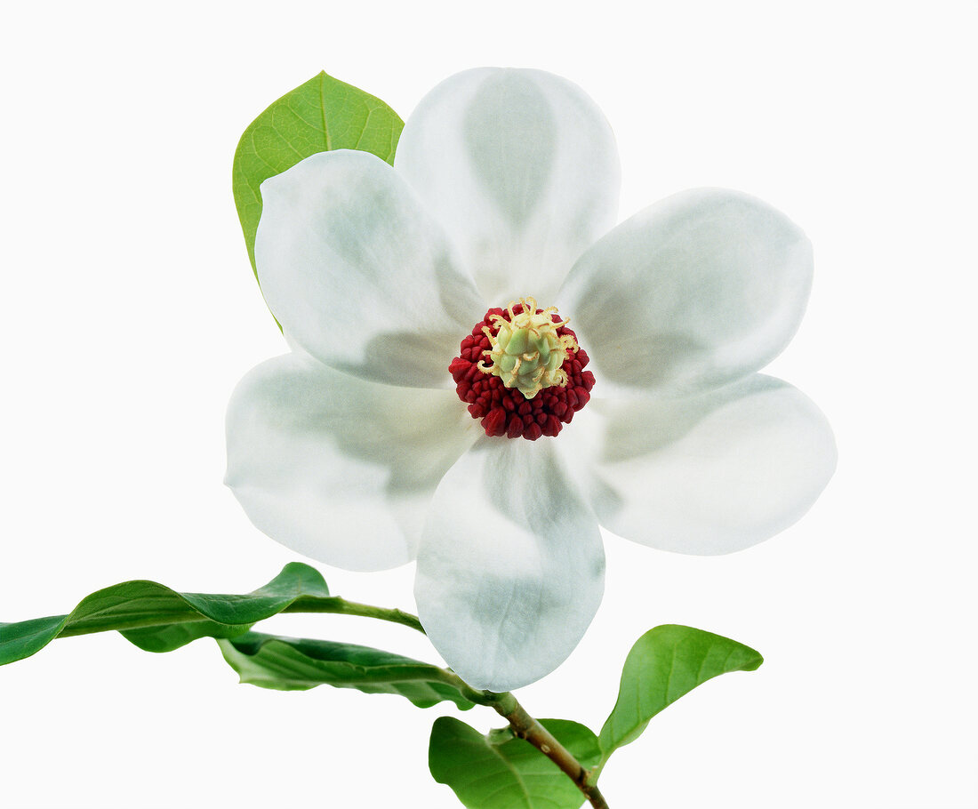 Close-up of magnolia sieboldii on white background