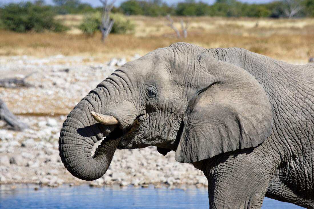 Namibia, Elefant am Wasserloch, X 