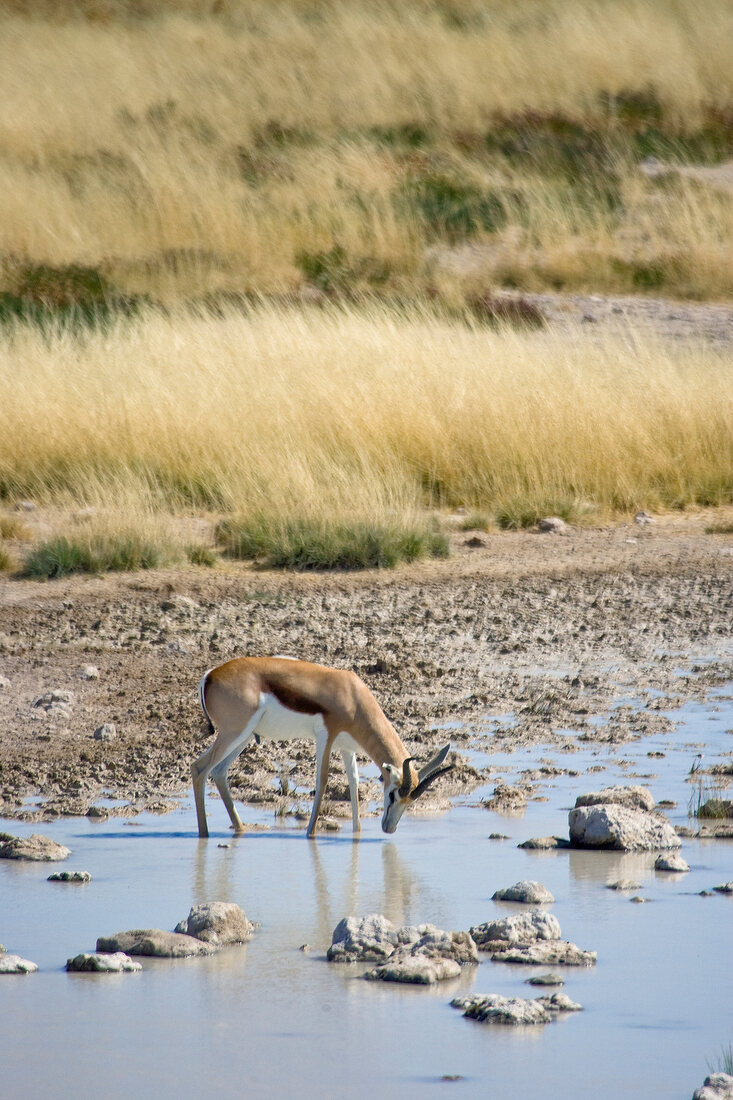 Namibia, Oryxantilope im Busch am Wasserloch