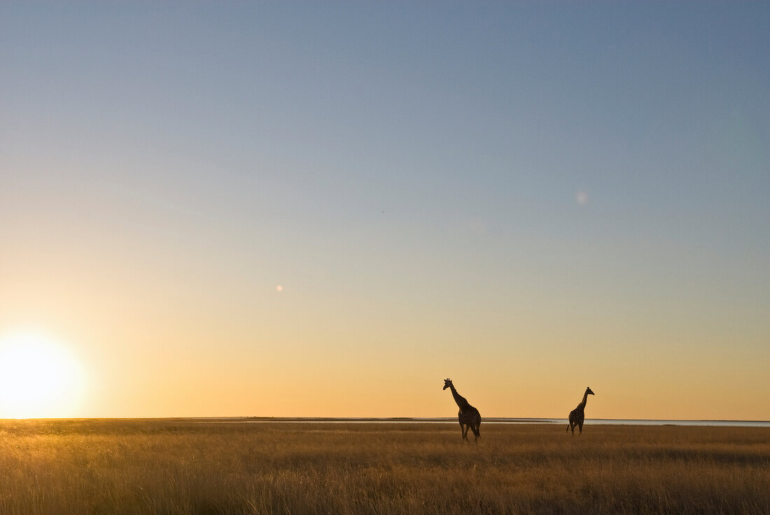 Namibia, Zwei Giraffen im Busch, Sonnenuntergang
