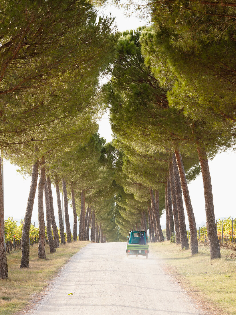 View of van in pine avenue with vineyards on sides, Umbria, Italy