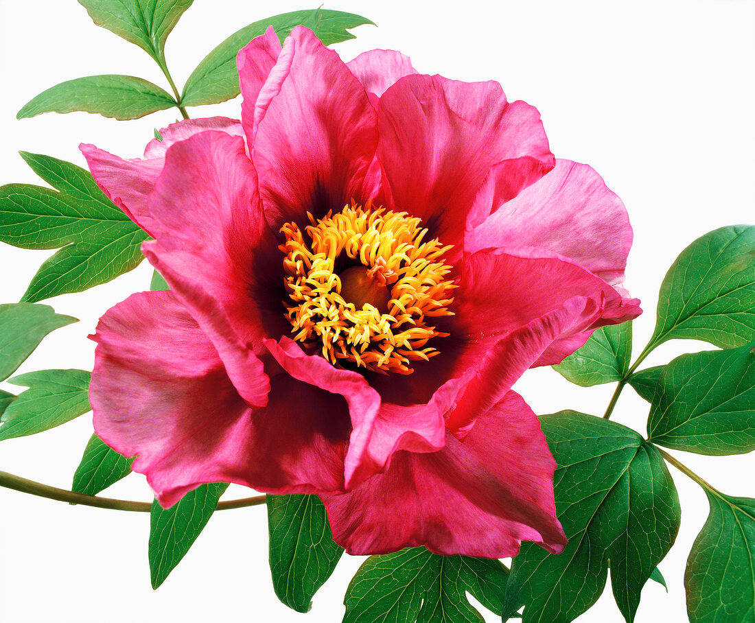 Close-up of red flower on white background