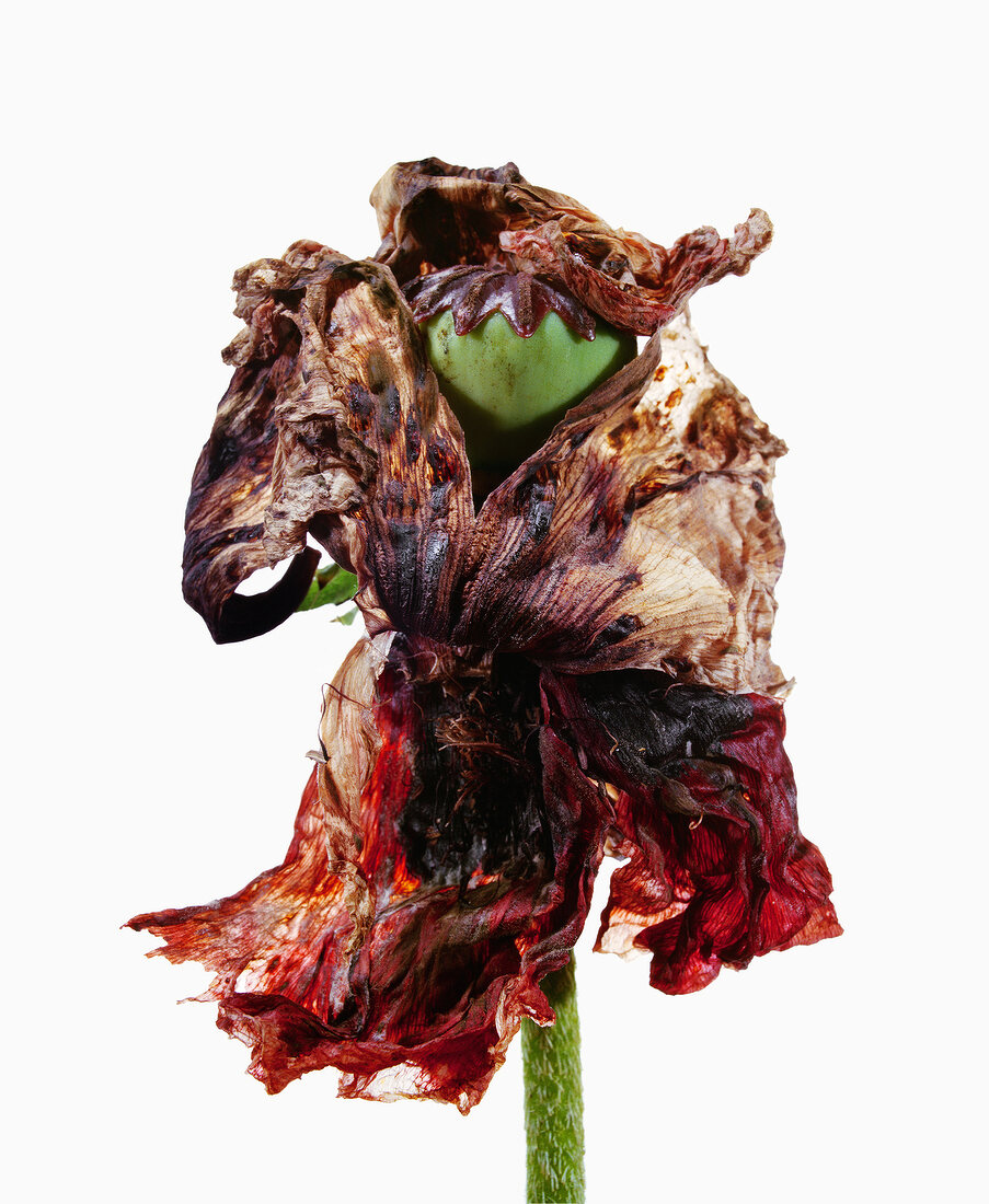 Close-up of dried poppy flower with fruit stand on white background