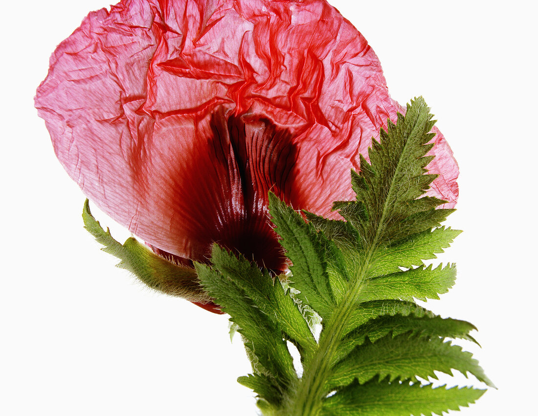 Close-up of red poppy flower on white background