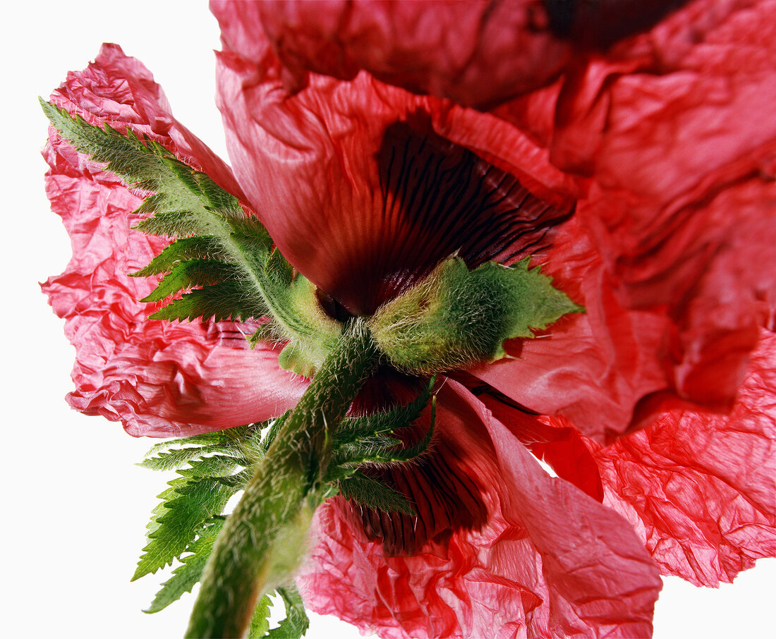 Close-up of red poppy flower on white background