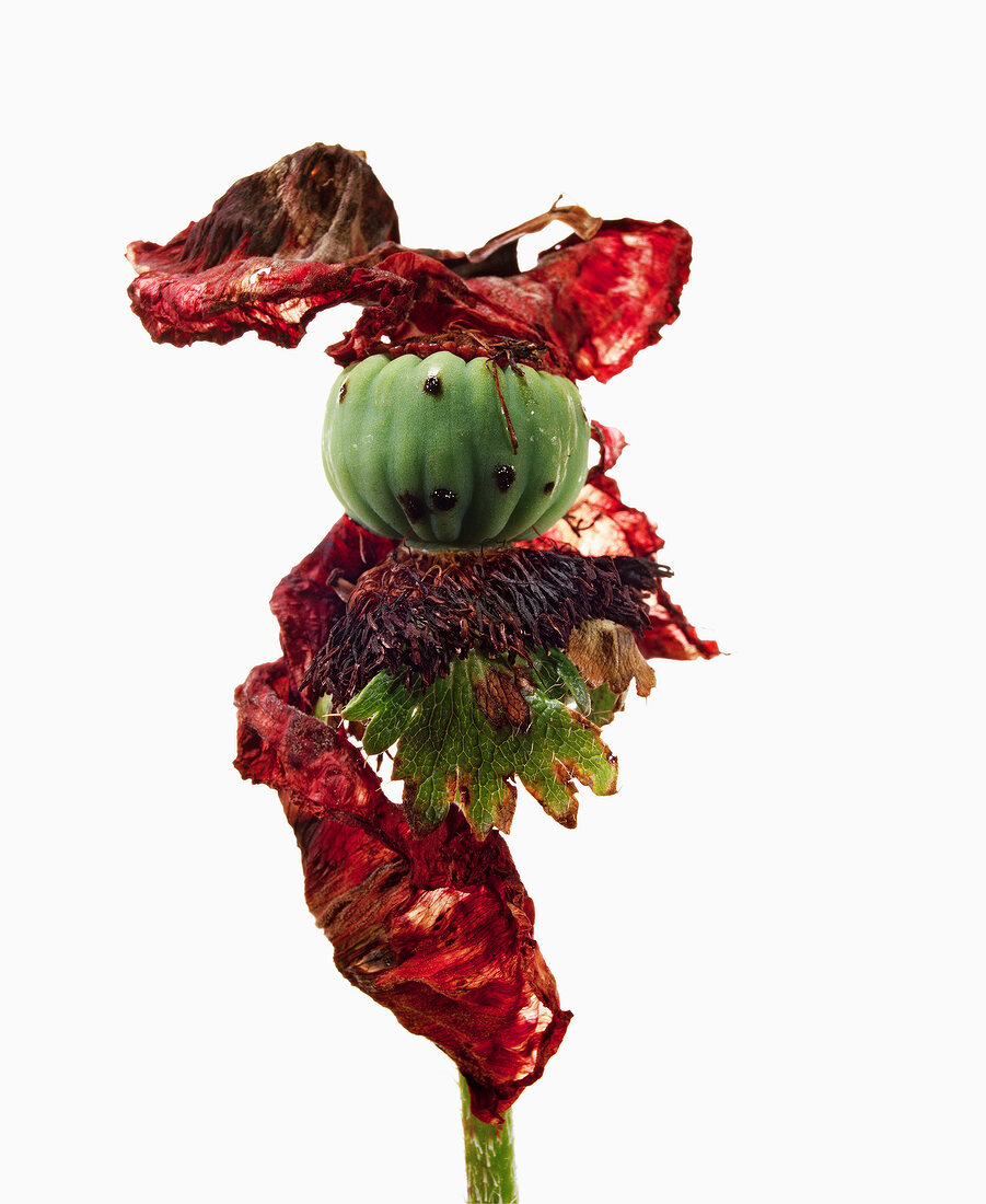 Close-up of dried poppy flower with fruit stand on white background