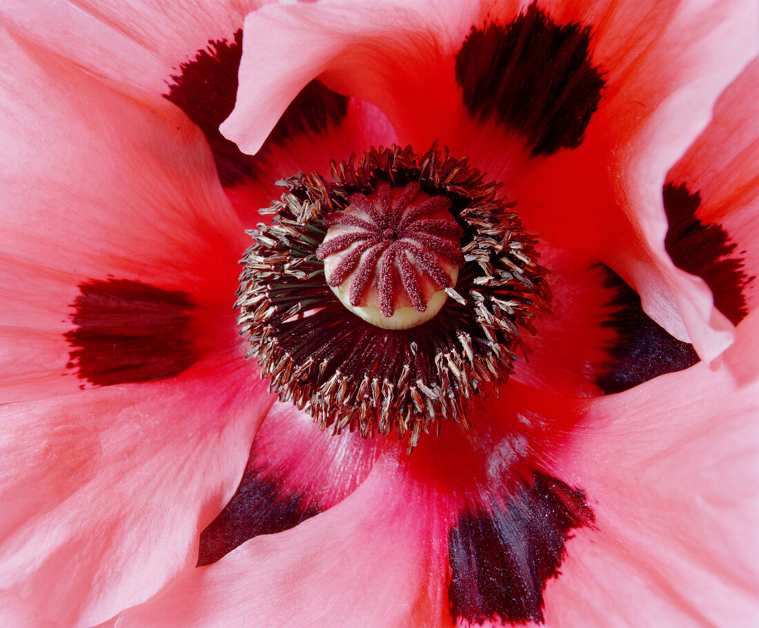 Close-up of paeonia suffruticosa on white background