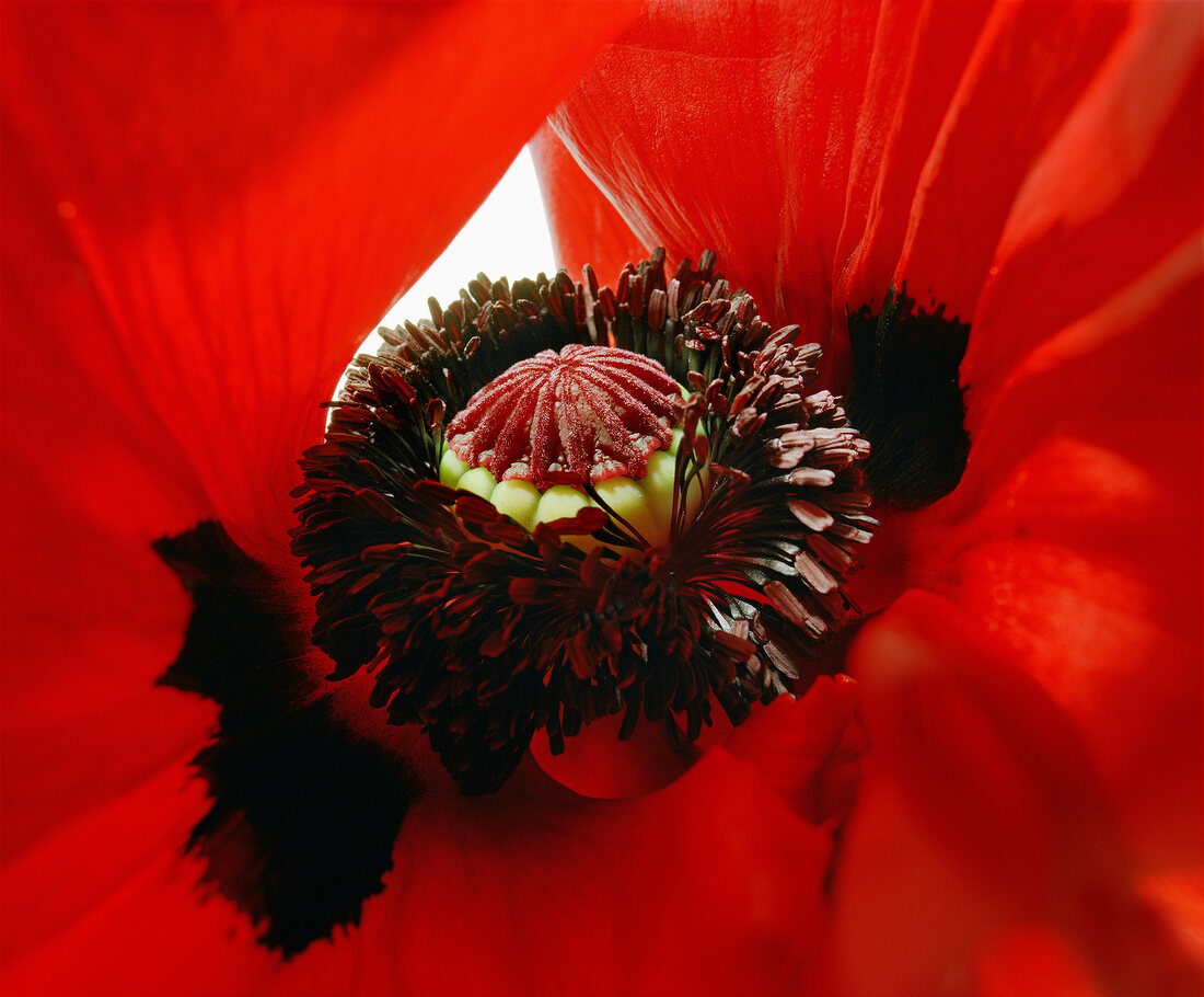 Extreme close-up of beautiful livermere flower 