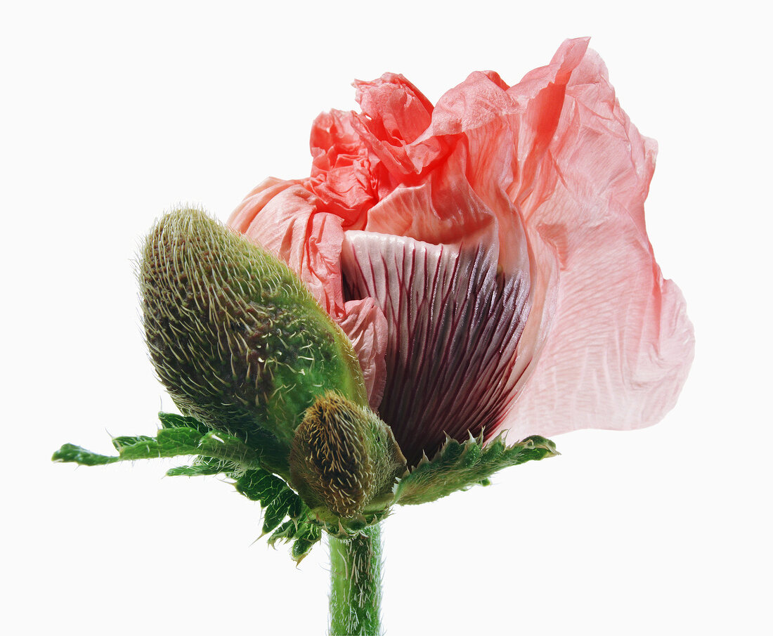 Close-up of pink flowers with buds on white background