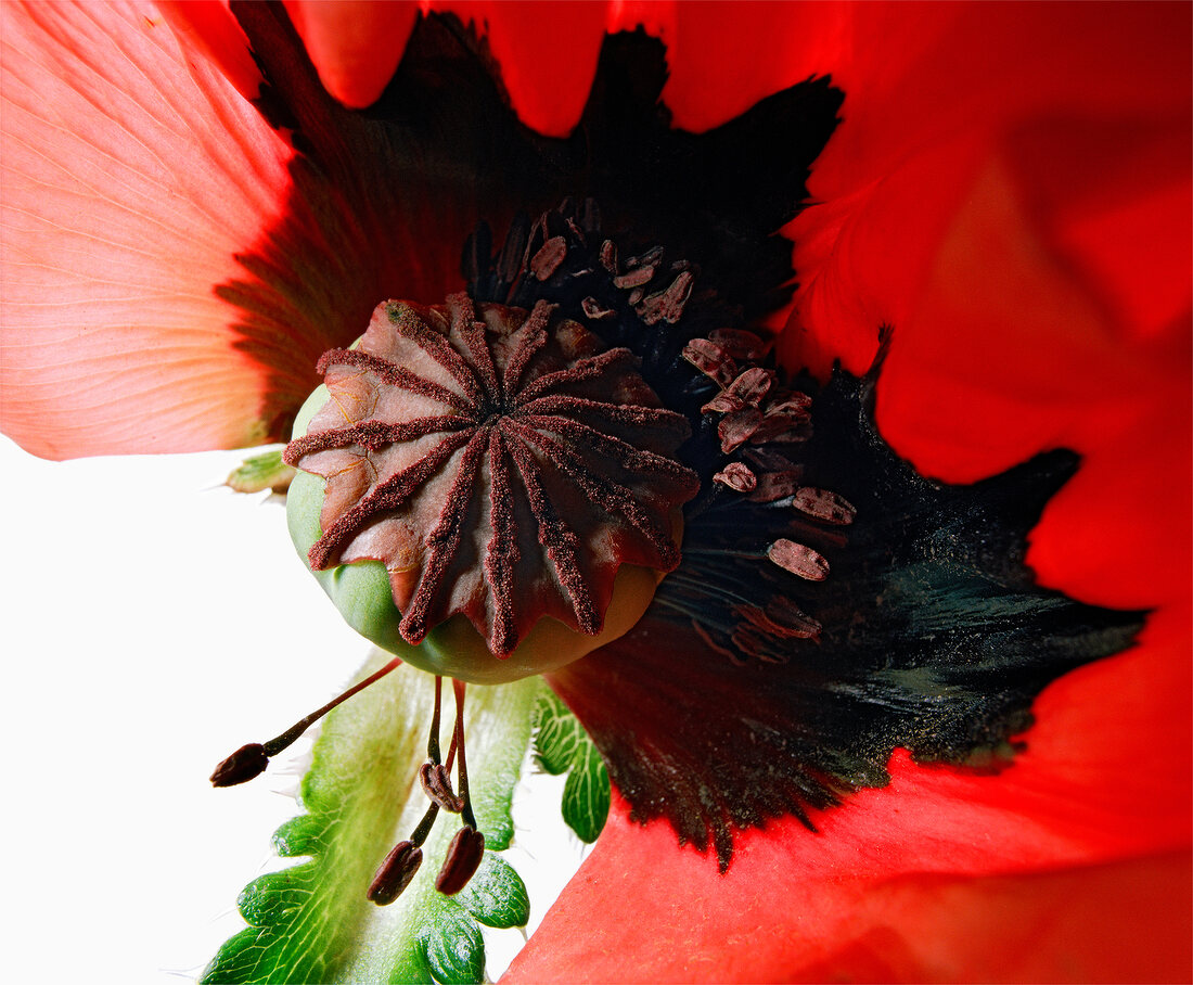 Close-up of poppy capsule