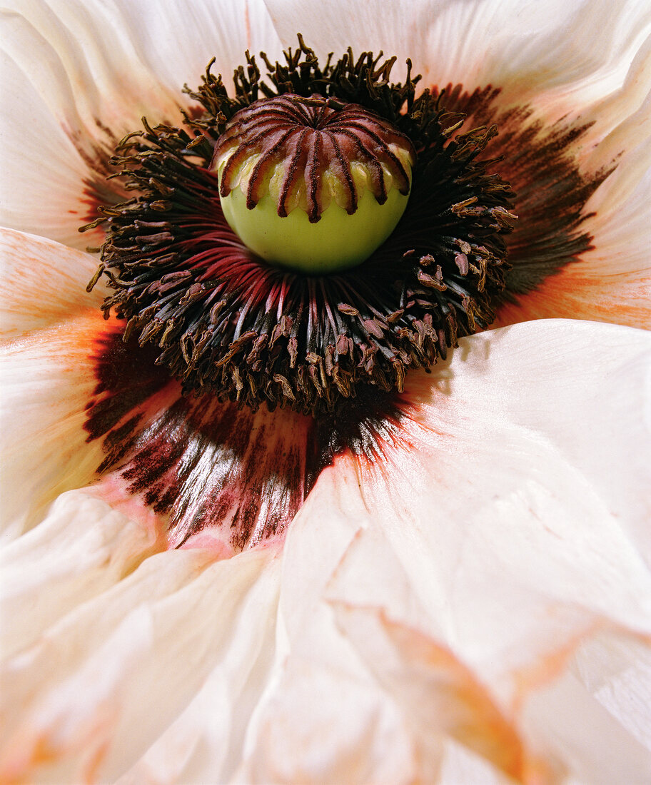 Close-up of red poppy flower on white background