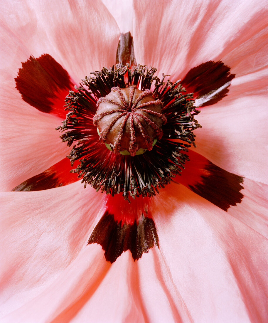 Close-up of red poppy flower on white background