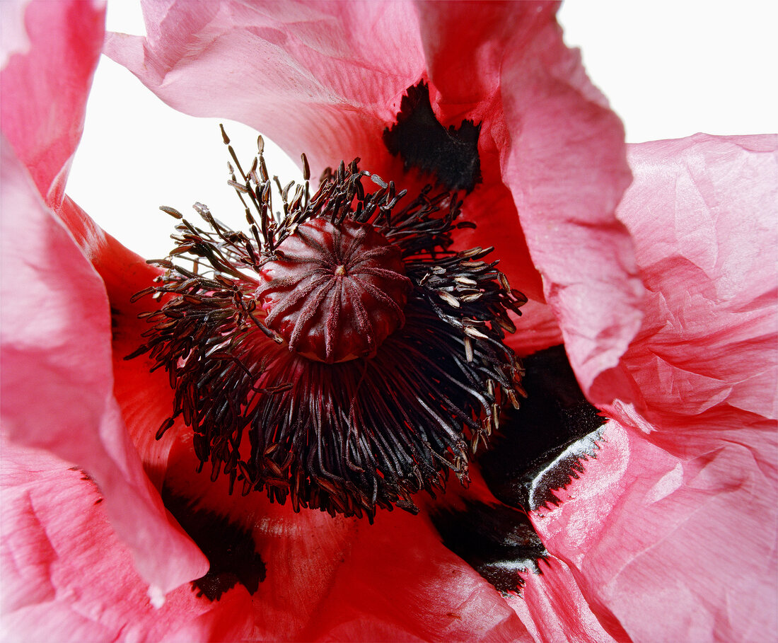 Close-up of red poppy flower on white background