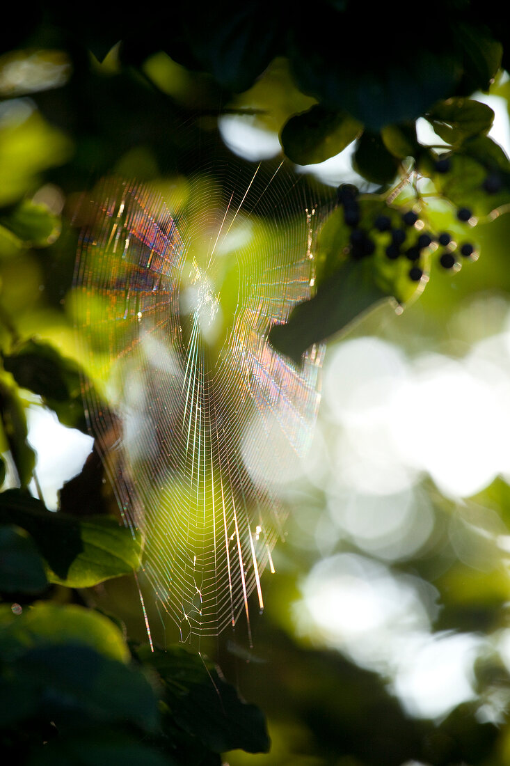 Österreich, Steiermark, Spinnennetz in einem Baum