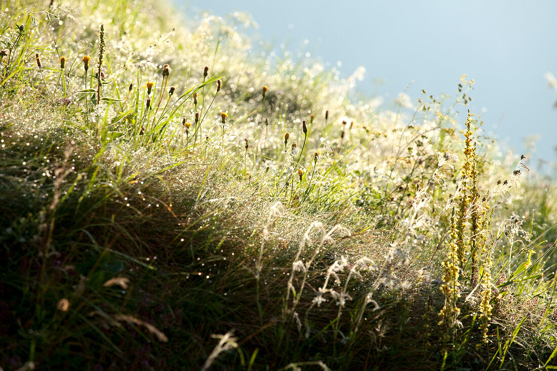 Close-up of grass in meadow in Murradweg, Styria, Austria