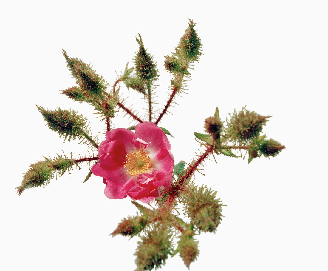 Close-up of pink flowers with buds on white background