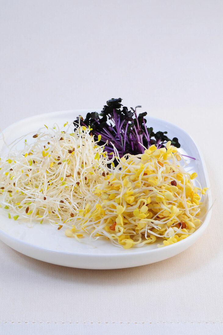 Different types of sprouts on plate