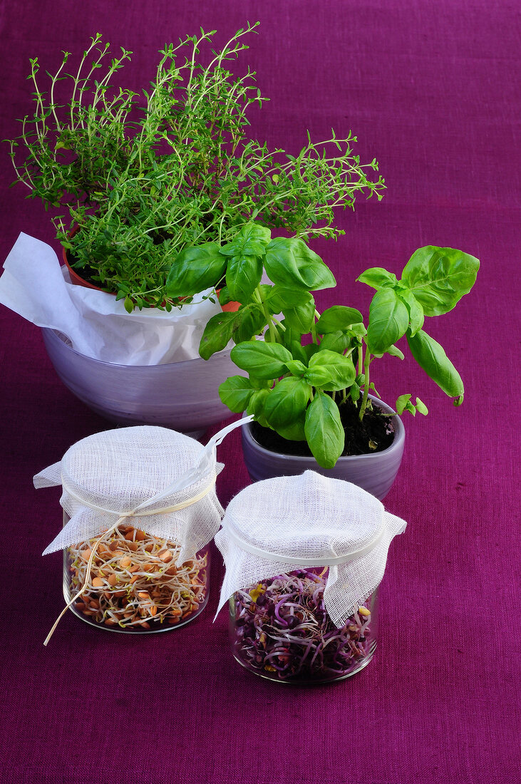 Thyme and basil plant in pot with sprouts in covered jar