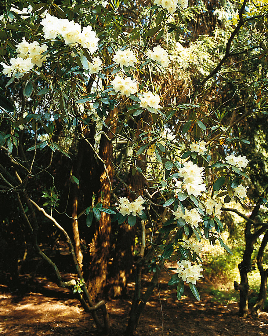 Rhododendron, im Schatten wachsender R. williamsianum "Rothenburg"