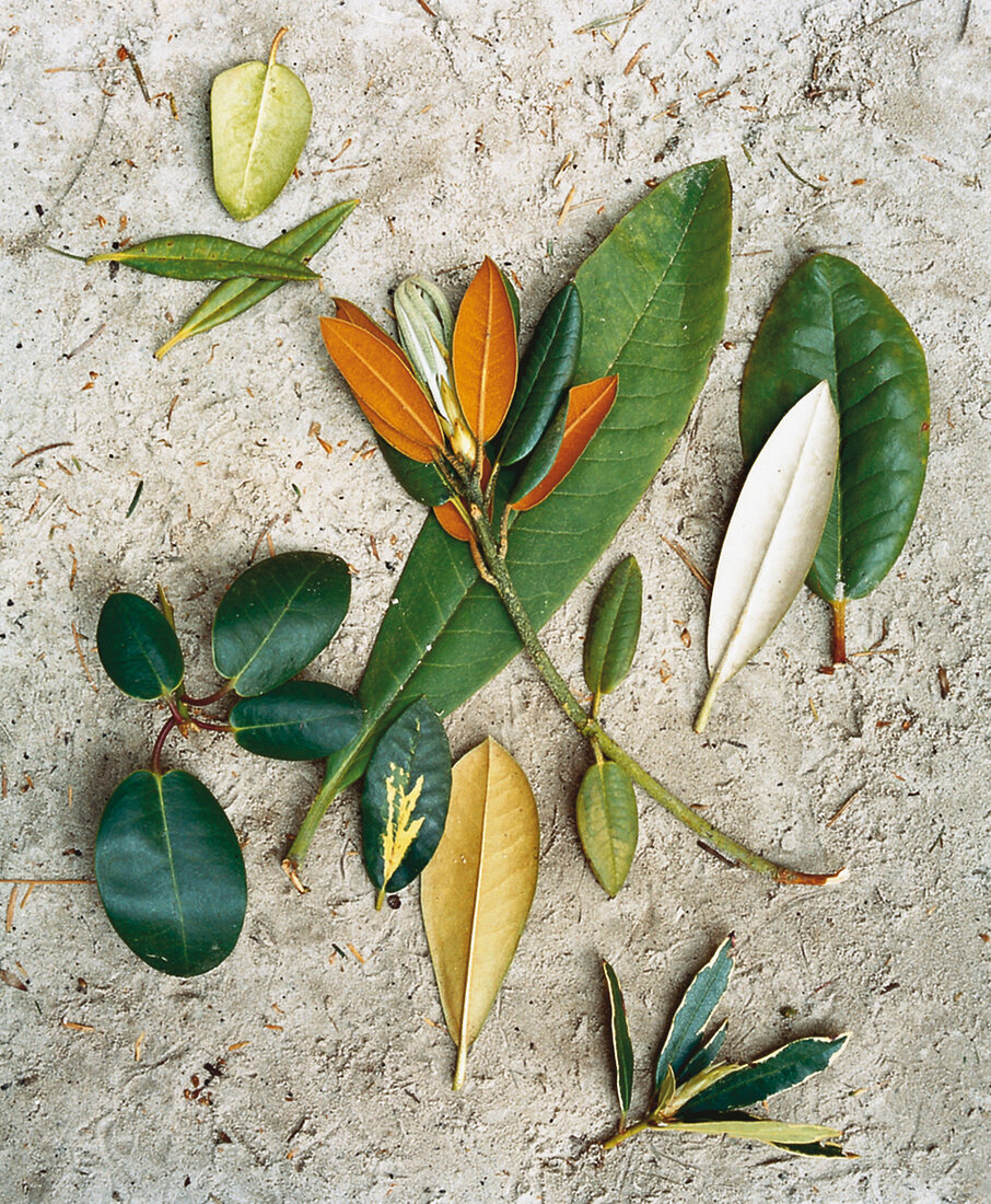 Close-up of rhododendron leaves