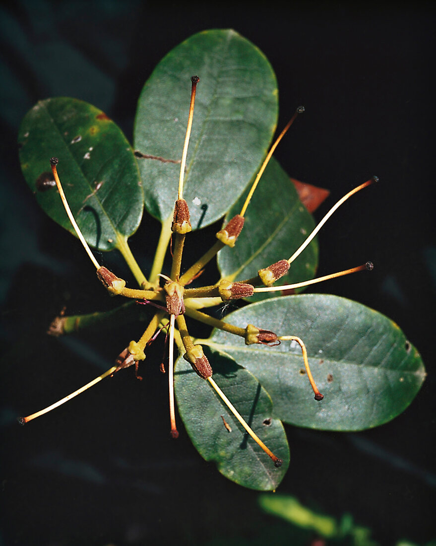 Close-up of rhododendron leaves with seed