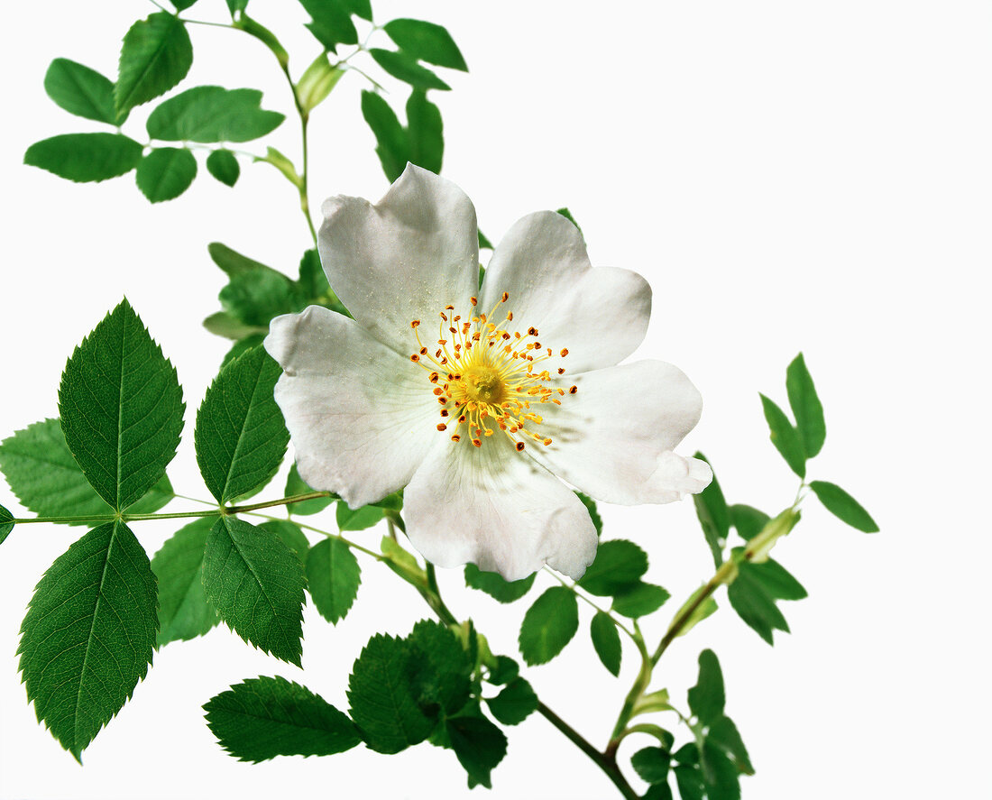 Name: Rosa corymbifera Borderi Brumme et Gladis