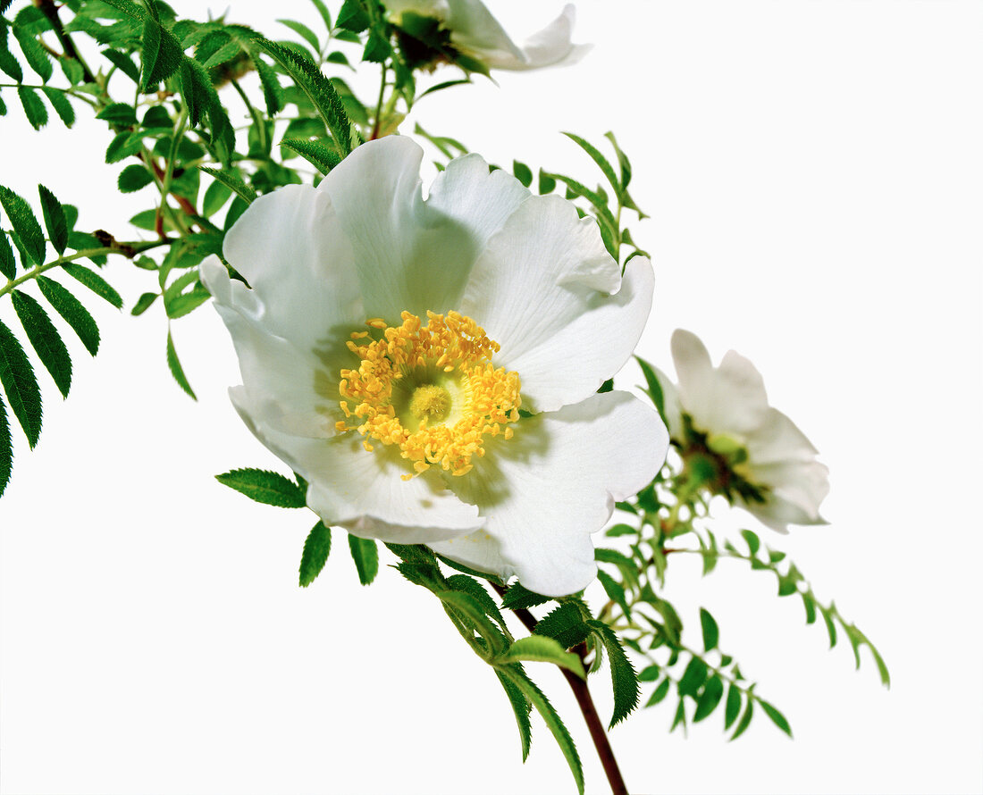 Name: Micrugosa Alba 