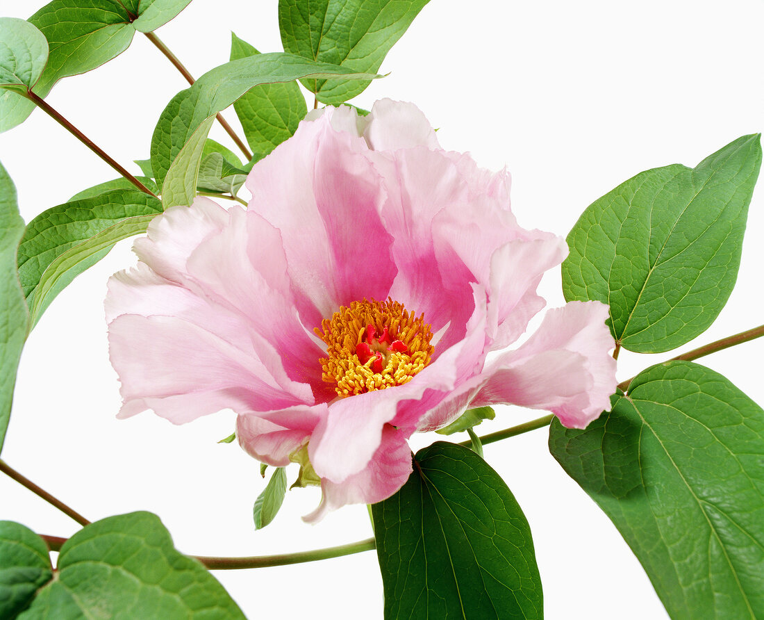 Close-up of pink rose on white background