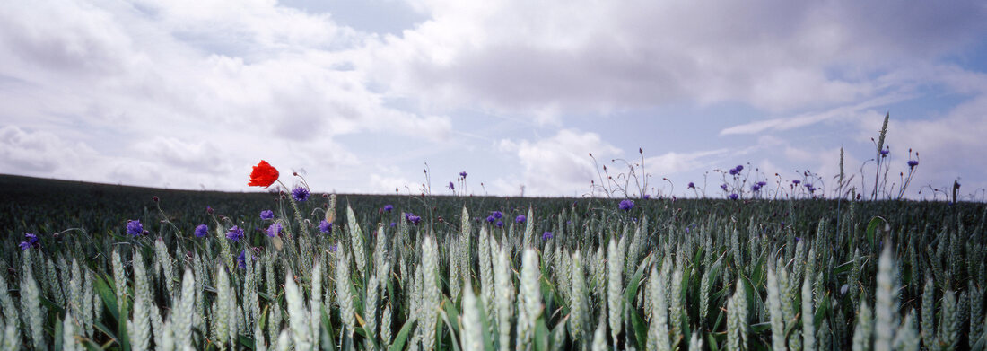 Weizenfeld mit Mohn Panorama, Stralsund