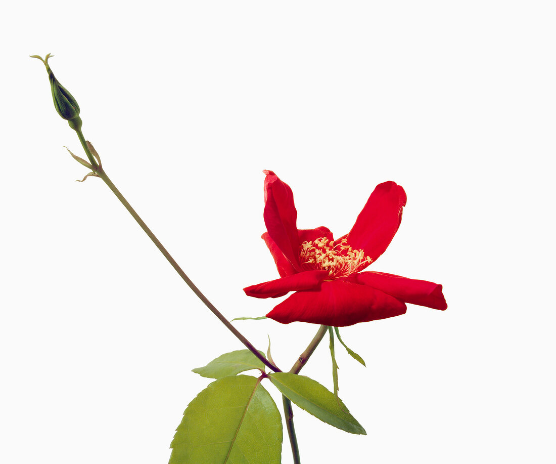 Close-up of red flower with bud and leaves on white background