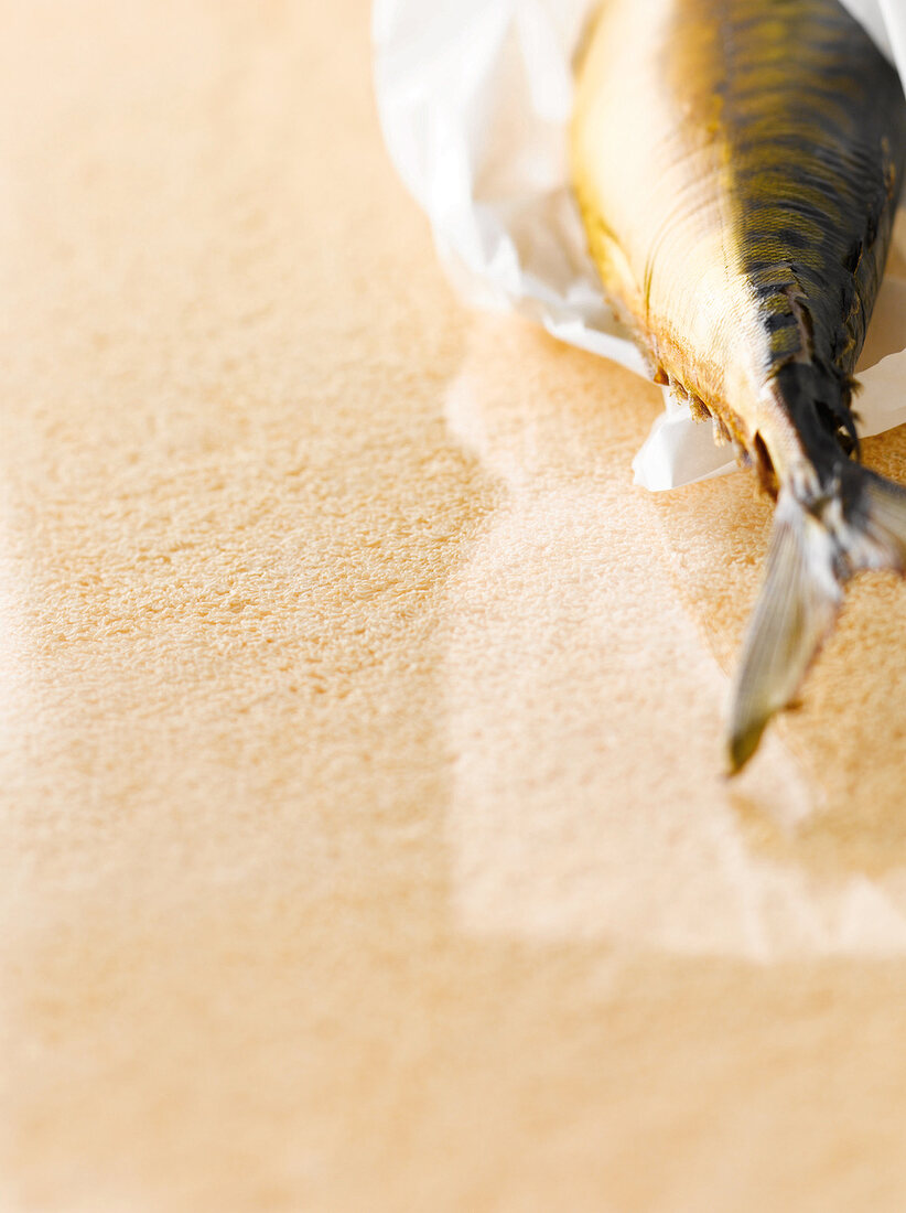 Fisch, Fischschwanz, Anschnitt auf Papier