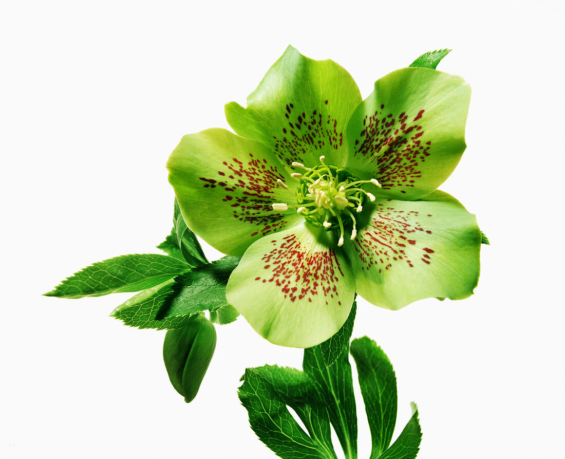 Hybrid of helleborus odorus and helleborus orientalis on white background