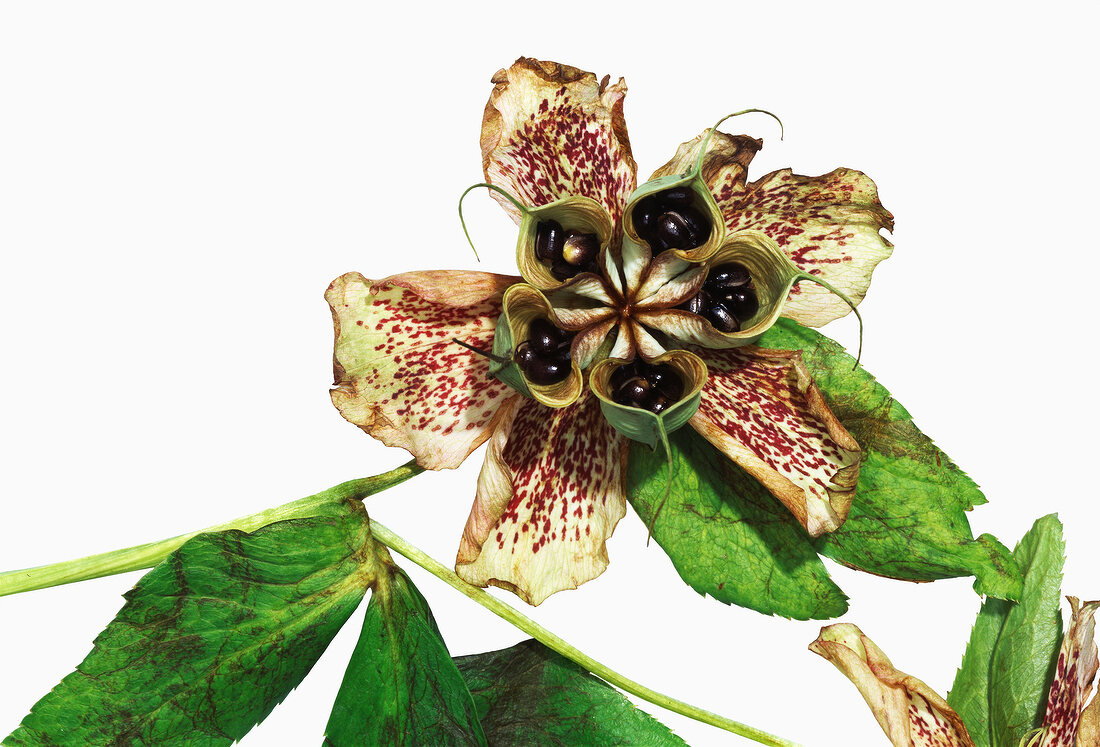 Name: Helleborus orientalis-Hybride Samenstand