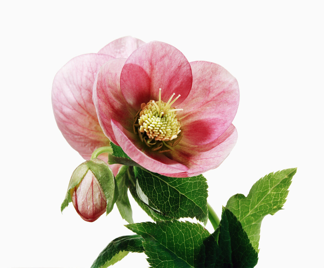 Close-up of red helleborus orientalis hybrids on white background