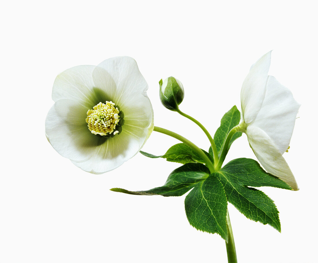 Ushba flower on white background