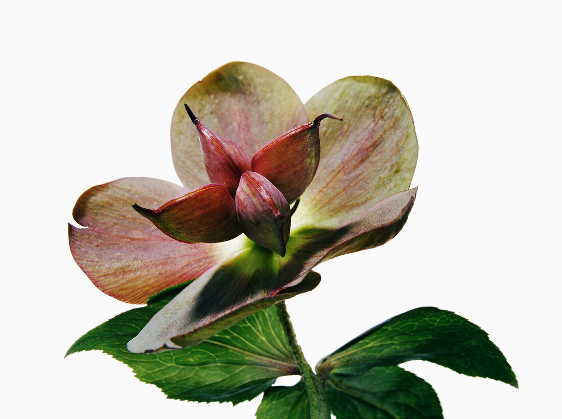 Name: Helleborus orientalis-Hybride, Samenstand