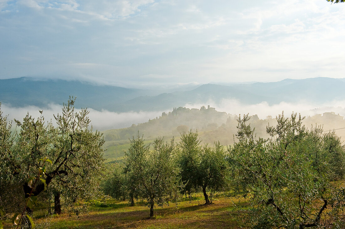 View of olive groves and yards covered with fog at Montefioralle, Tuscany, Italy