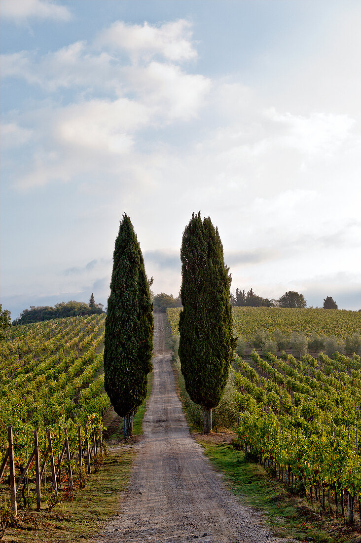 View of Rebfeld in Panzano at Tuscany, Italy