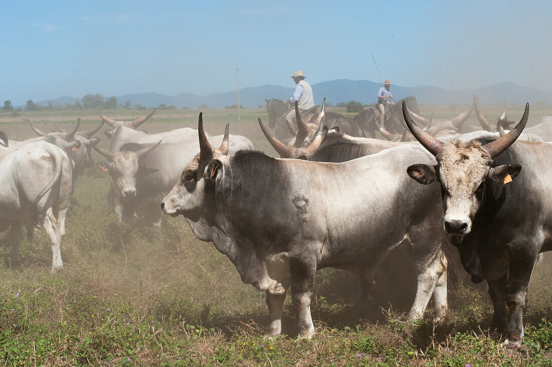 Italien, Toskana, Maremma, Rinder- herde und Hirten