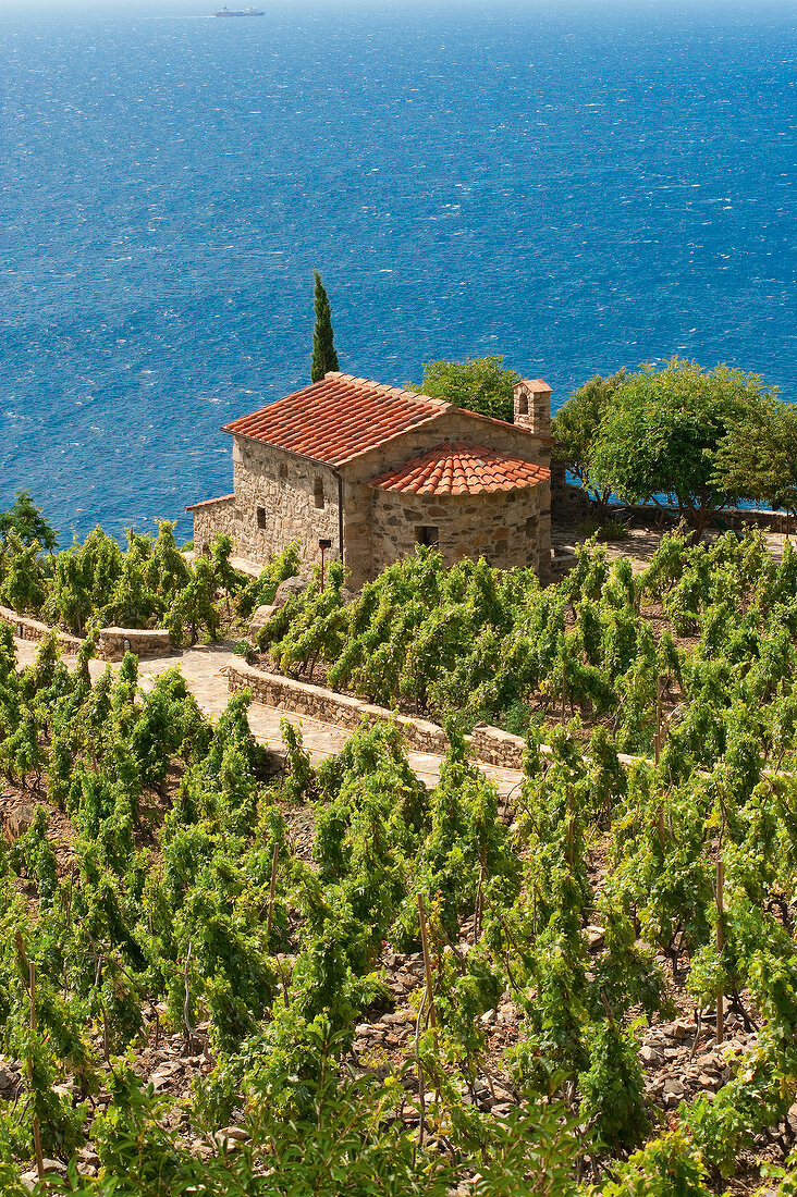 Italien, Toskana, Elba, Blick auf Weingärten direkt am Meer