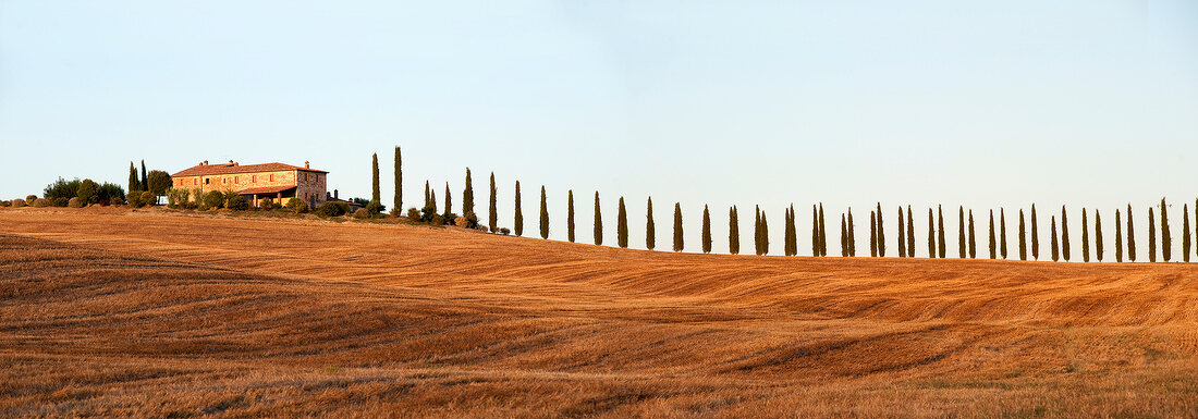 View of field on cypress in Bagno Vignoni, Tuscany, Italy