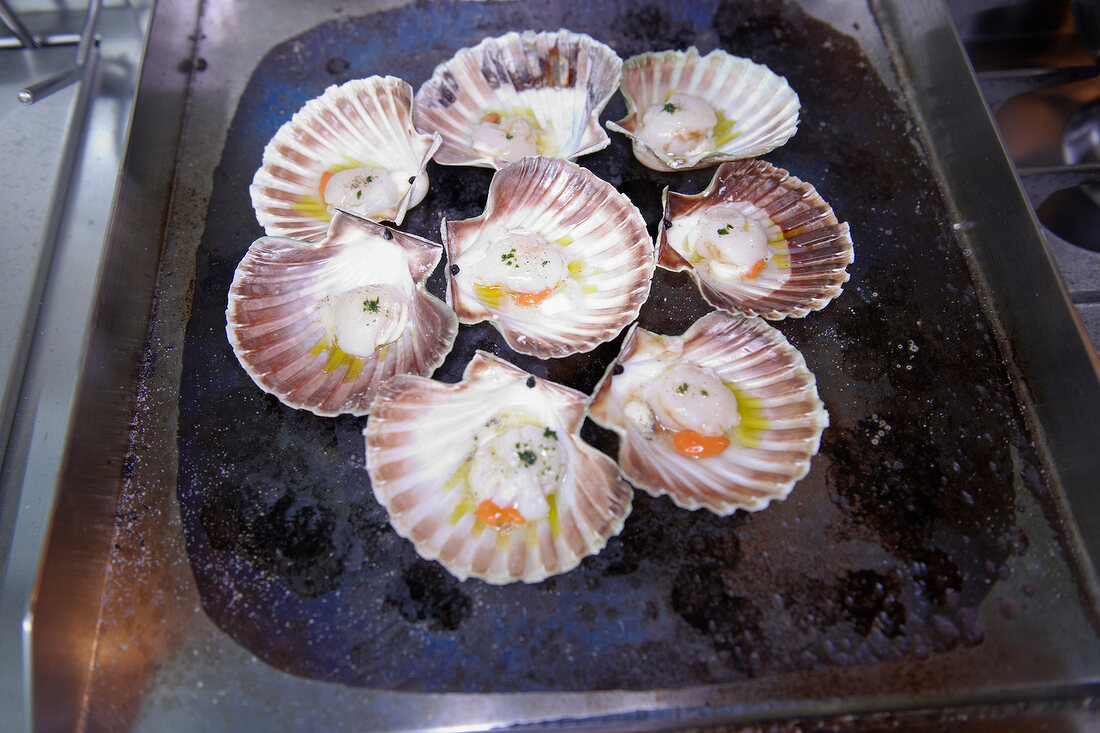 Several scallops in opened shell