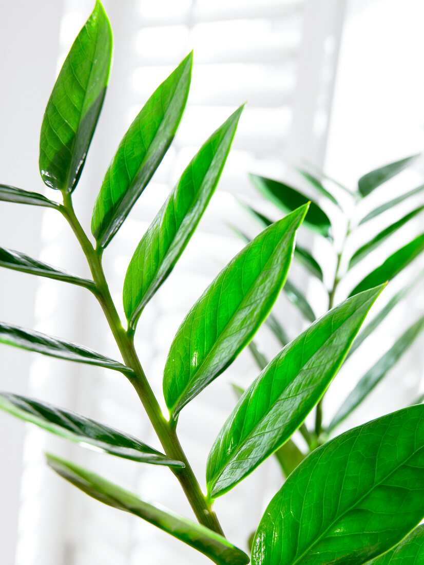 Close-up of arum fern of zanzibar gen on white background