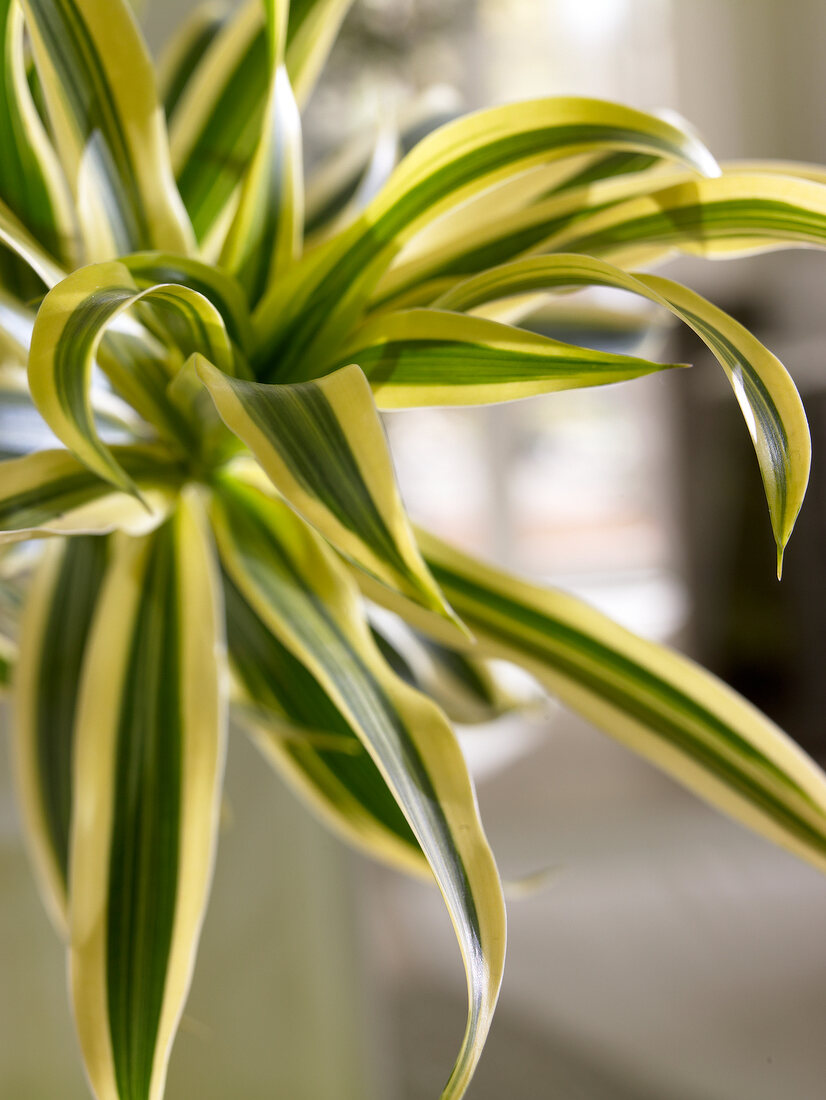 Grünpflanze: Drachenbaum, close-up 