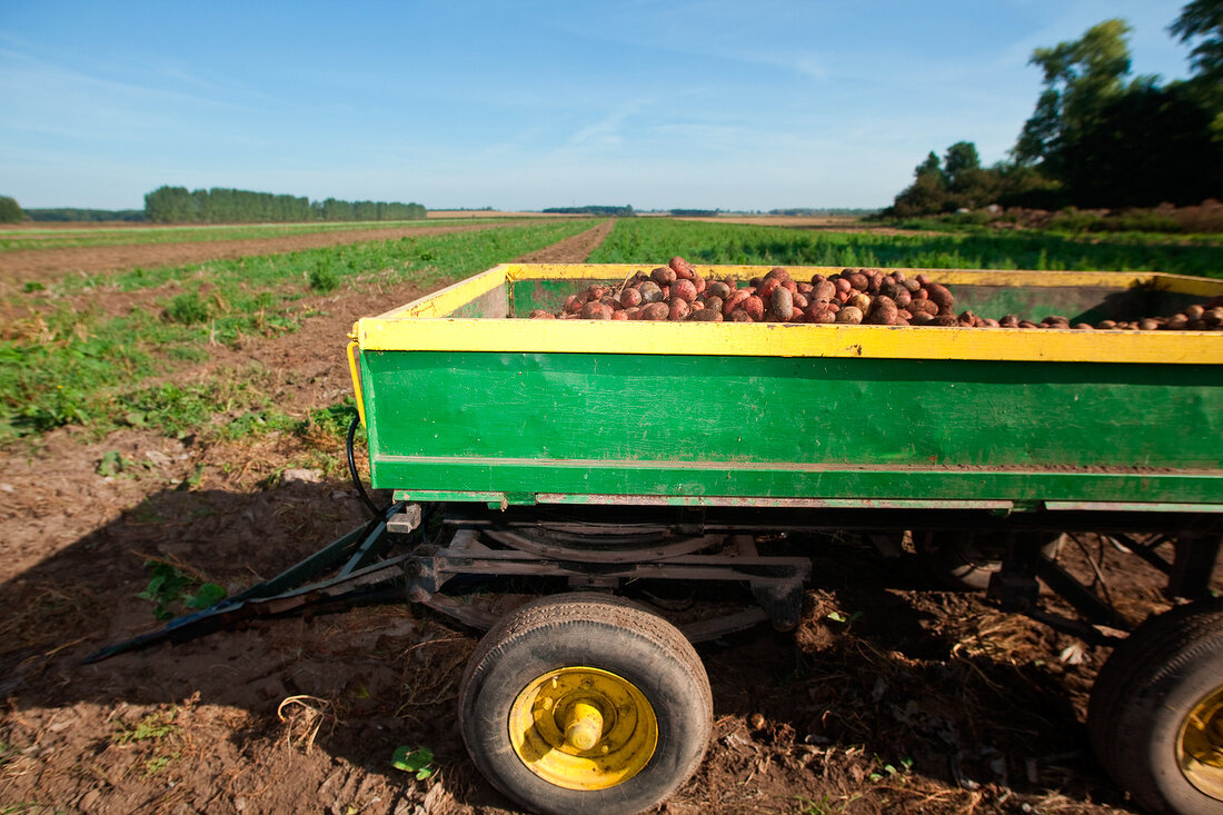 Trailer filled with potatoes on farm at okohof Kuhhorst in Brandenburg, Germany